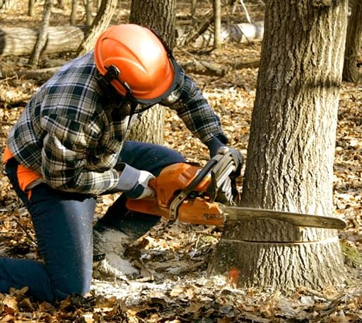 Tree Removal in Lovell, ME